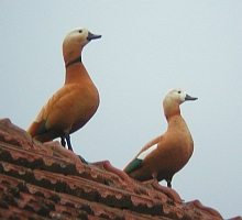 Rostgans-Paar auf Dach © stefan.kohl@bluewin.ch